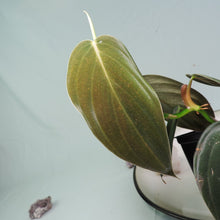 Load image into Gallery viewer, Philodendron Gigas small plant
