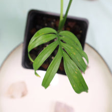 Load image into Gallery viewer, Monstera Subpinnata small plant
