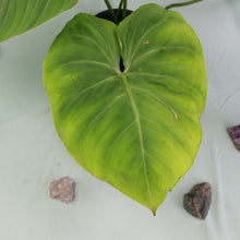 Load image into Gallery viewer, Philodendron Gloriosum large plant

